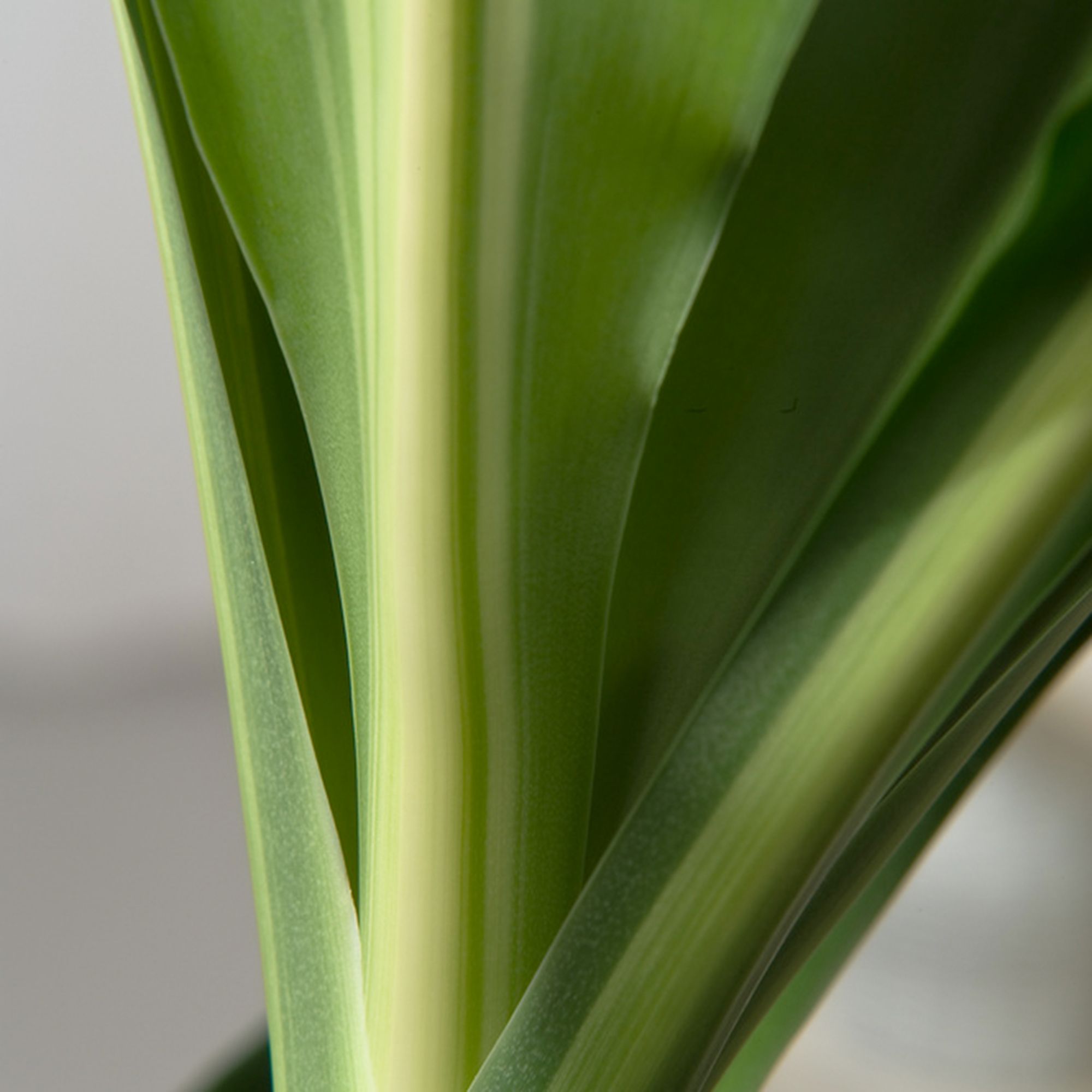 PFLANZENFREUND XXL-Drachenbaum Dracaena Cintho Topf  24cm Hhe ca.  140-150cm - QVC.de