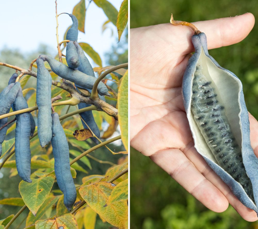 KEYZERS® Blauschote grüngelbe Blüte Rartät 1 Pflanze