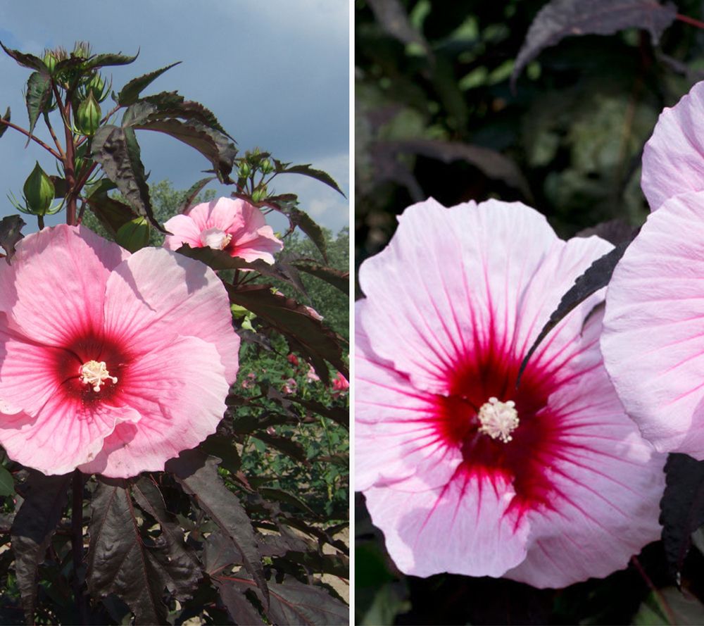 KEYZERS® Jumbo Hibiscus XXL-Blüten Rarität, Neuheit 1 Pflanze