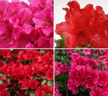 KEYZERS® Zwergrhododendron Maja´s Rubin & Pinky Jane 2 Sorten, 4 Pflanzen