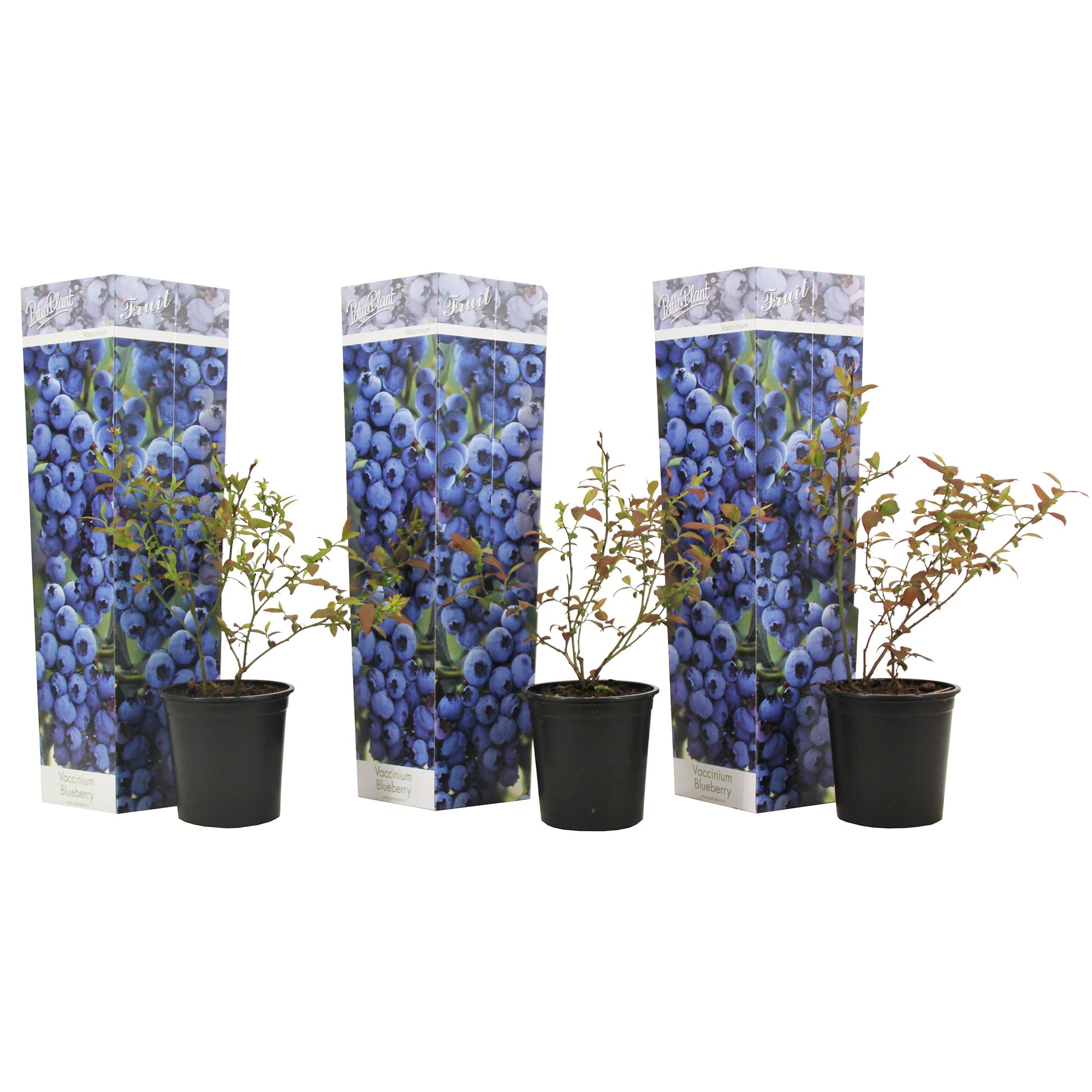  PFLANZENFREUND Blaubeere 3er-Set Topf Ø 9cm Höhe ca. 25-40cm