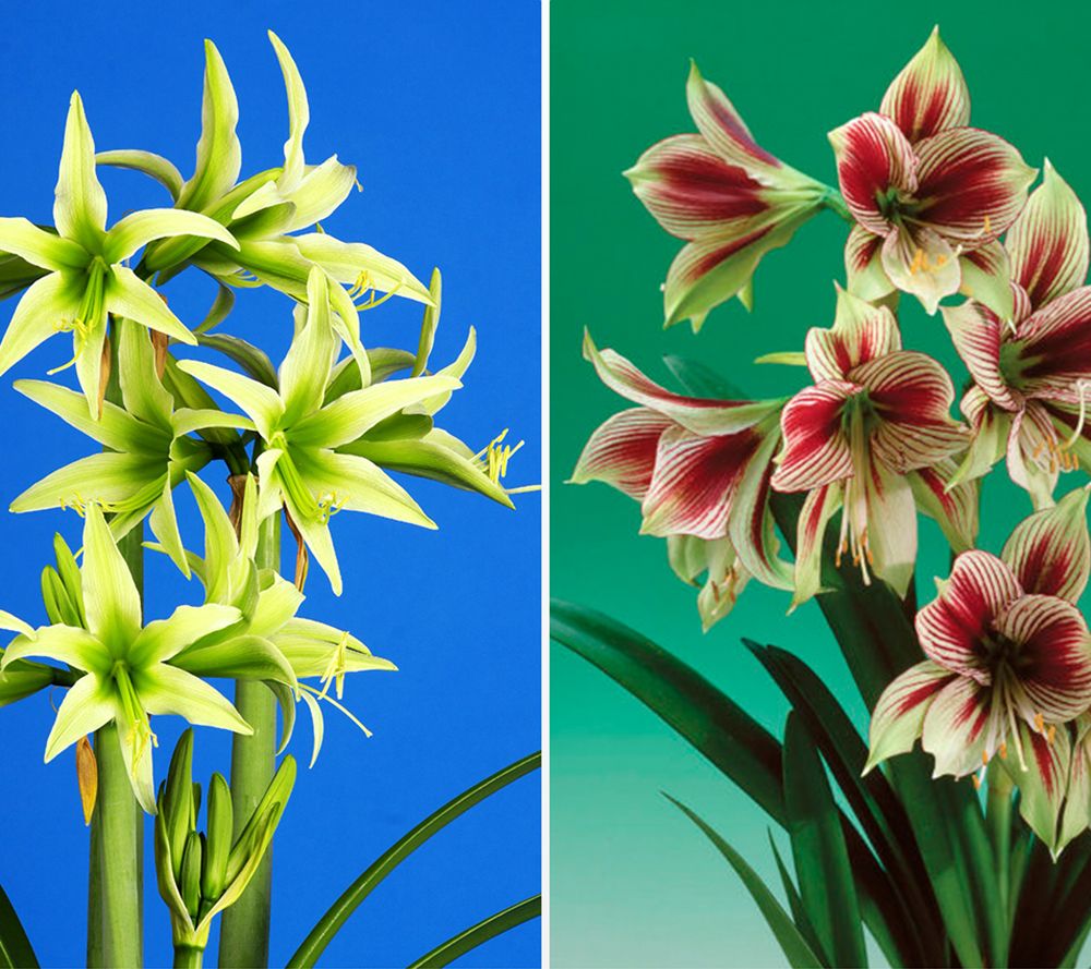 KEYZERS® Exotische Amaryllis Rarität 2 Sorten, 2 Zwiebeln