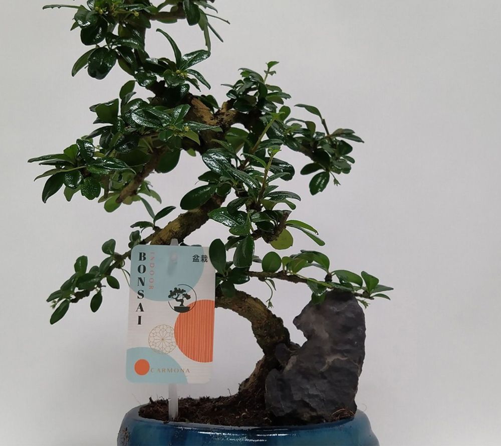 KEYZERS® Bonsai Zierpflanze Rarität 1 Pflanze