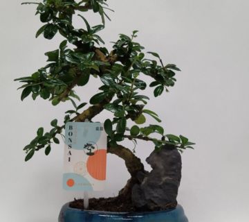 KEYZERS® Bonsai Zierpflanze Rarität 1 Pflanze