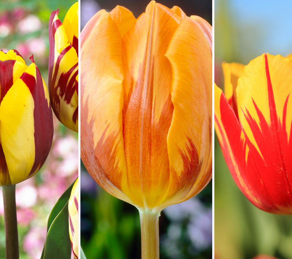 Dahlien Zwiebeln Mix - 6 Stück Winterhart Mehrfarbig Pflegeleicht Für Garten