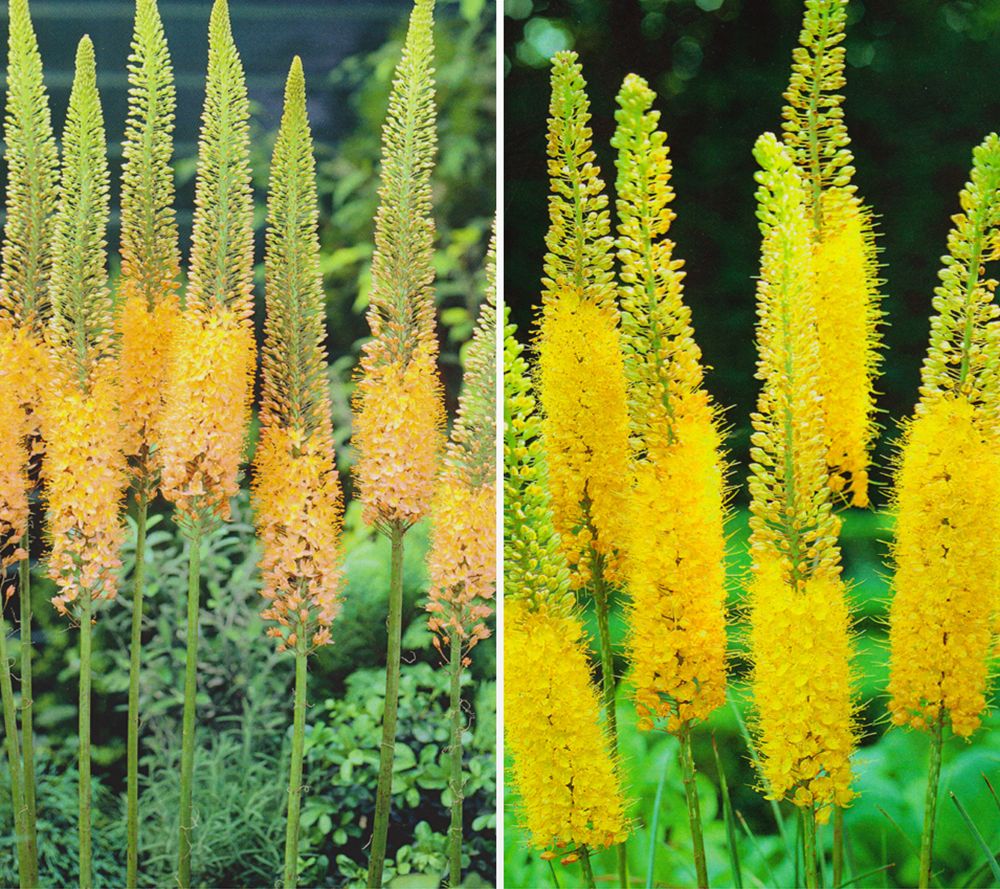 KEYZERS® Eremurus Rumba Rarität 1 Pflanze - QVC.de