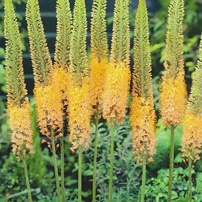 KEYZERS® Eremurus Rumba Rarität 1 Pflanze - QVC.de
