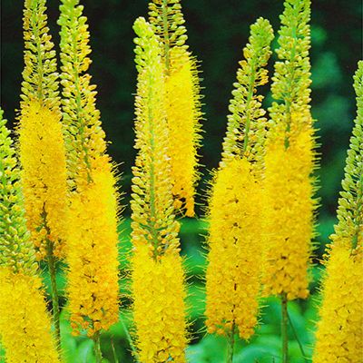 KEYZERS® Eremurus Rumba Rarität 1 Pflanze - QVC.de