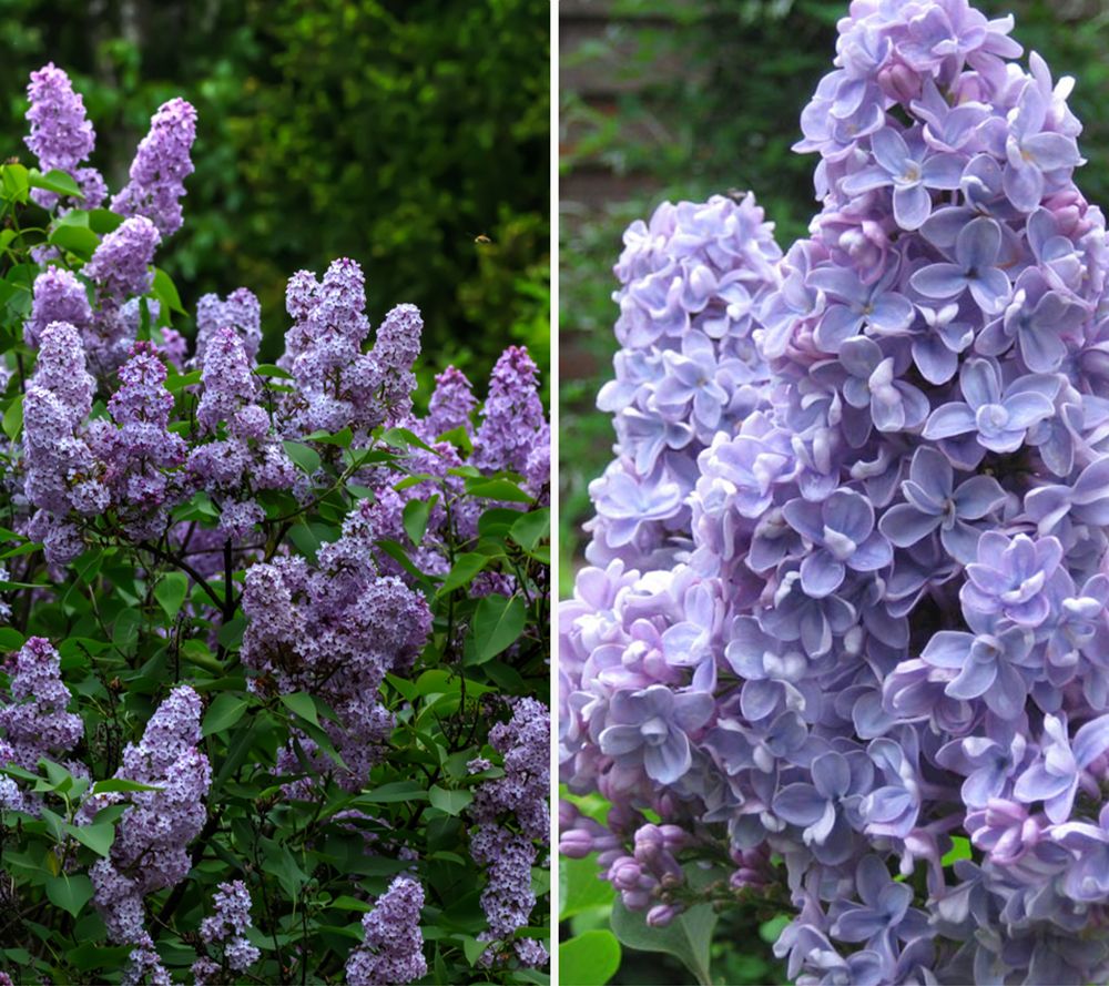 KEYZERS® Duft Flieder Carpe Rarität 1 Pflanze