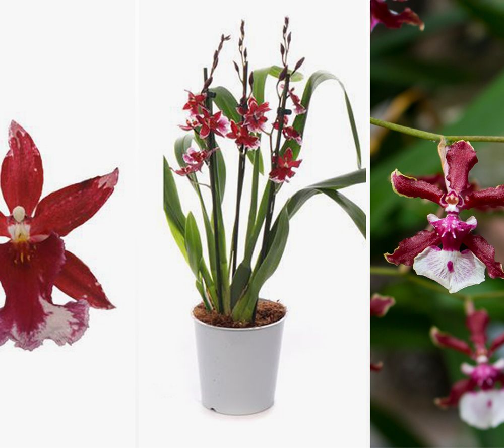 KEYZERS® Orchidee Burrageara Red Rarität 1 Pflanze