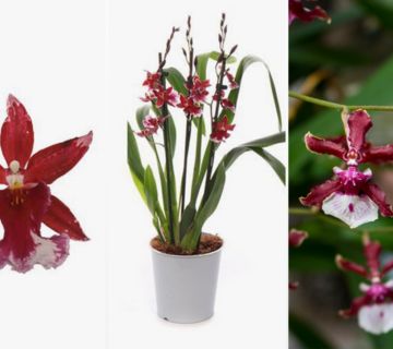 KEYZERS® Orchidee Burrageara Red Rarität 1 Pflanze