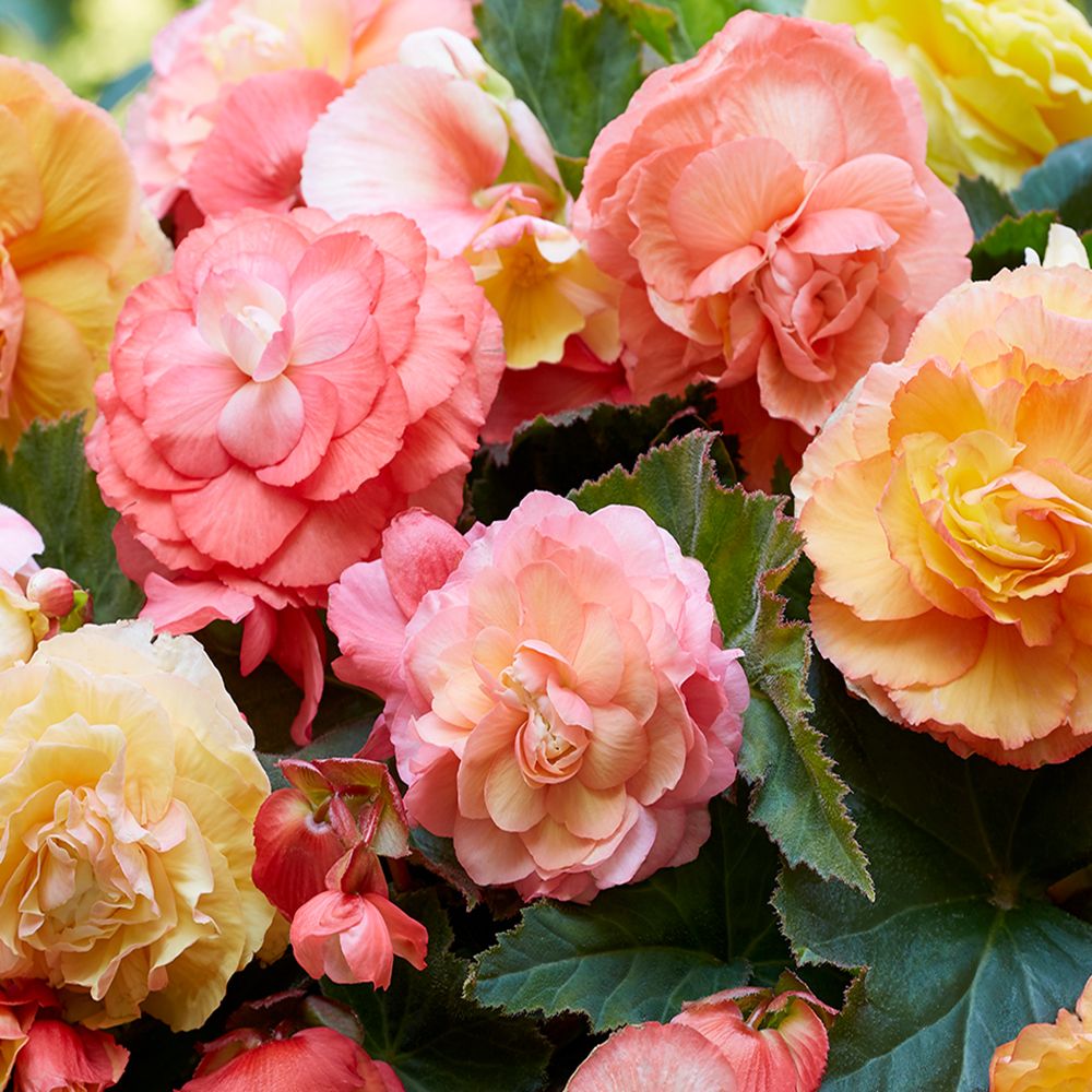 KEYZERS® Superba Boloero Mix Rarität mehrjährig 12 Knollen