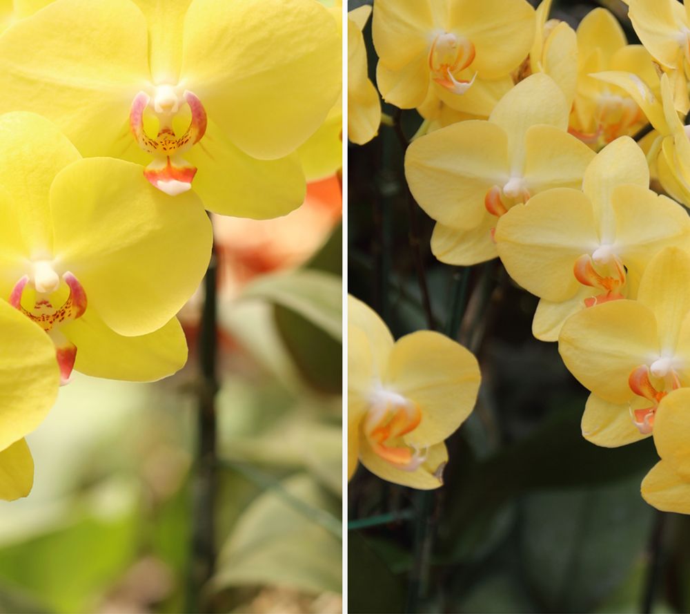 KEYZERS® Phalaenopsis Albenga Orchidee Rarität 1 Pflanze lebend