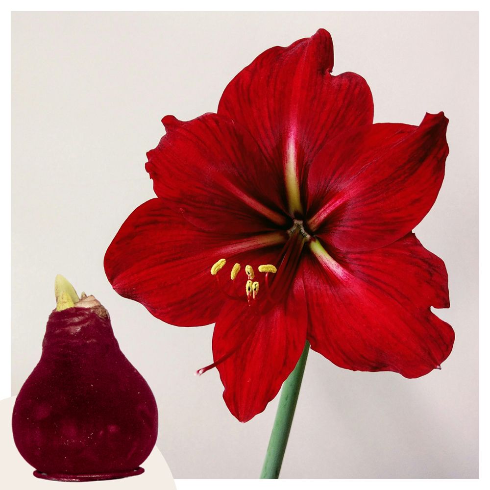 PFLANZENFREUND Amaryllis Zwiebel Velvet rote Blüten Umfang ca. 32cm