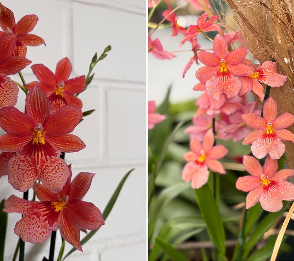 KEYZERS® Orchidee Cambria Nelly Orange Rarität, Neuheit 1 Pflanze