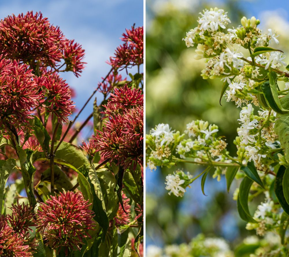 KEYZERS® weißer Himmelsstrauch Rarität, Neuheit 1 Pflanze