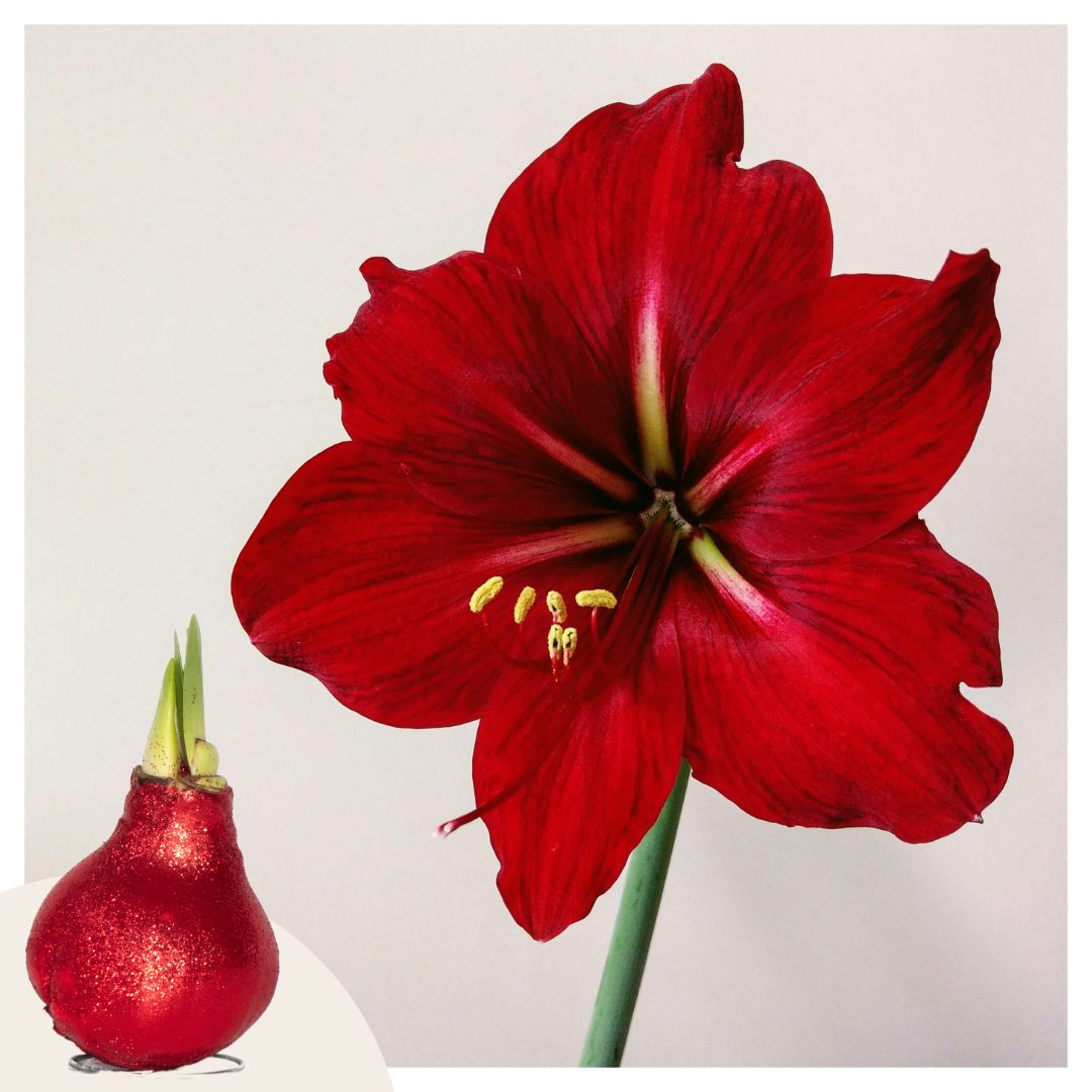 PFLANZENFREUND Amaryllis Zwiebel Glitter rote Blüten Umfang ca. 32cm