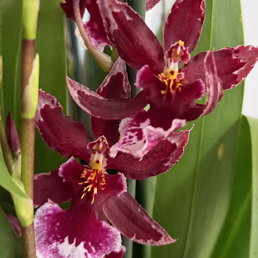 KEYZERS® Orchidee Red Barrocco Rarität, Neuheit 1 Pflanze