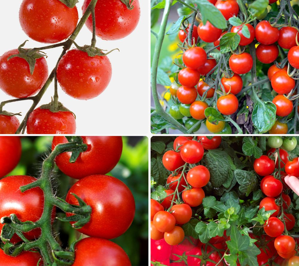 KEYZERS® rote Kübeltomaten Rarität 2 Pflanzen