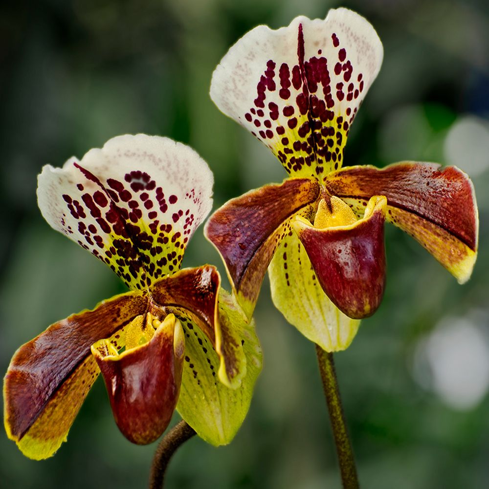 KEYZERS® Amerikanischer Frauenschuh Rarität, Neuheit 1 Pflanze