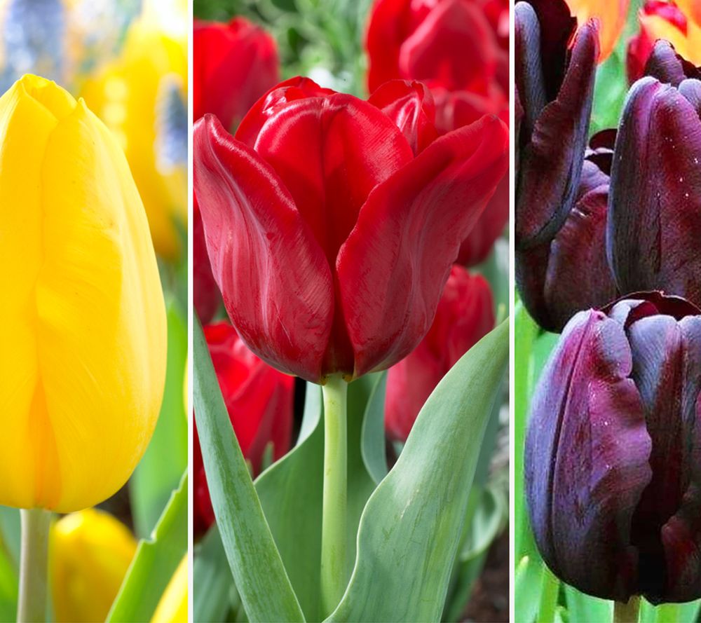 Tulpenzwiebeln Winterhart - 4 Rhizome Mehrjährige Garten-Tulpen