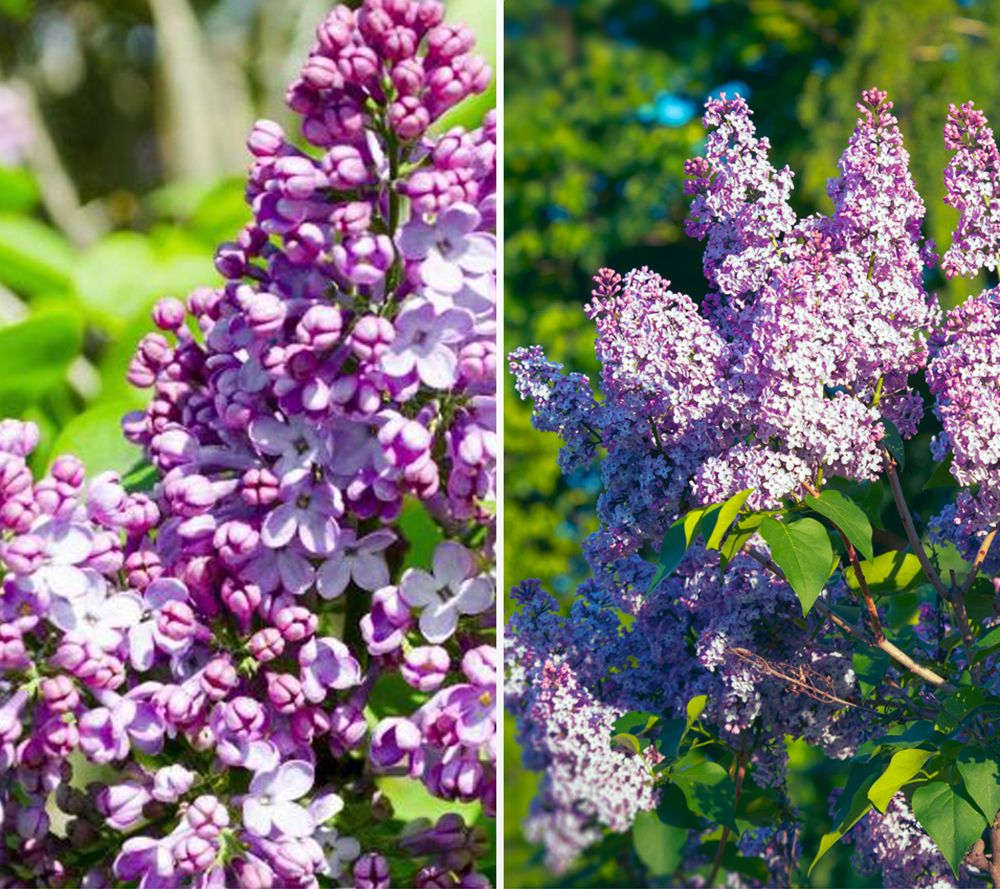 KEYZERS® Flieder Belle de Nany Rarität 1 Pflanze