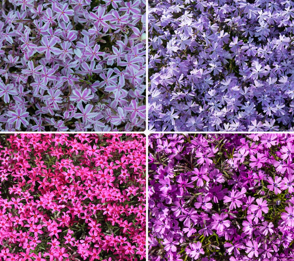 KEYZERS® Polster Teppich Phlox bienenfreundlich extrem winterhart 4 Sorten, 4 Pflanzen