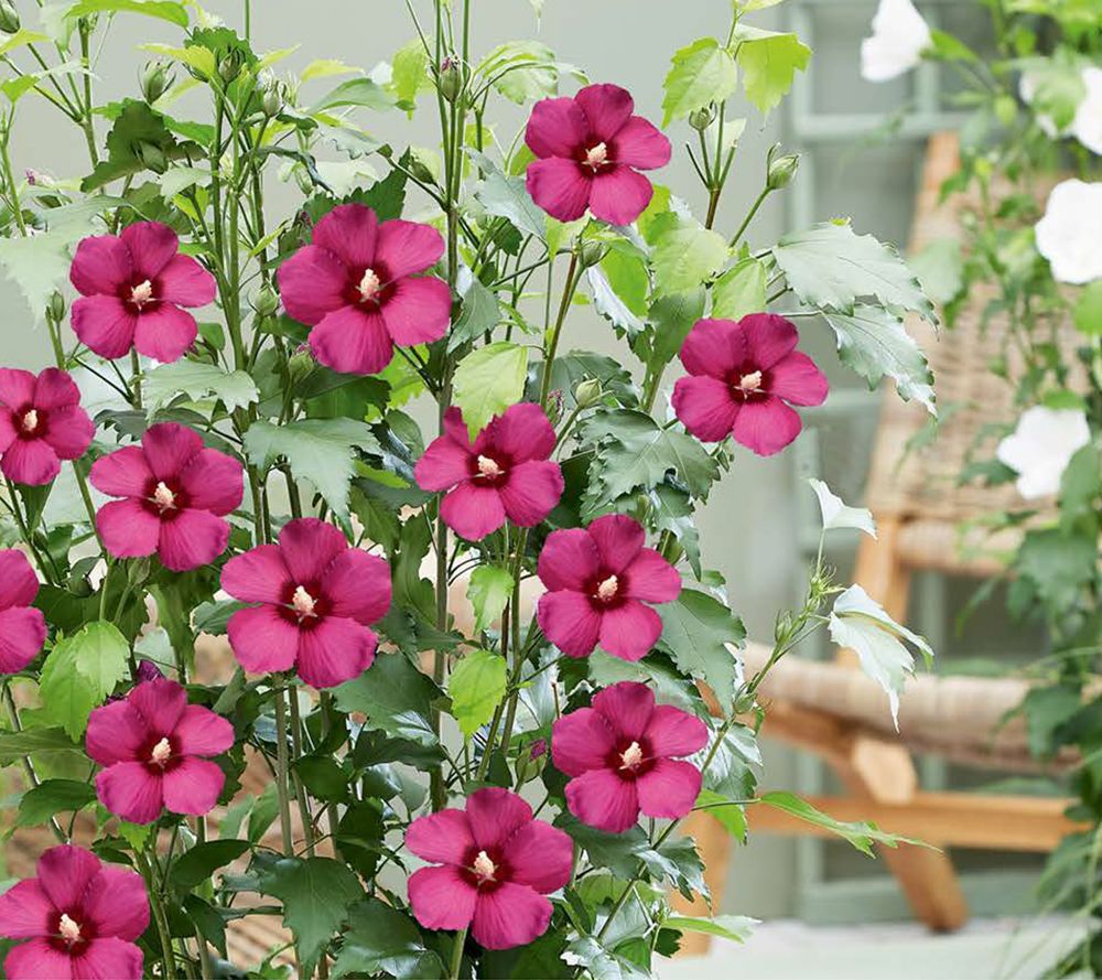 KEYZERS® Hibiscus FLOWER TOWER Rarität 1 Pflanze QVC.de
