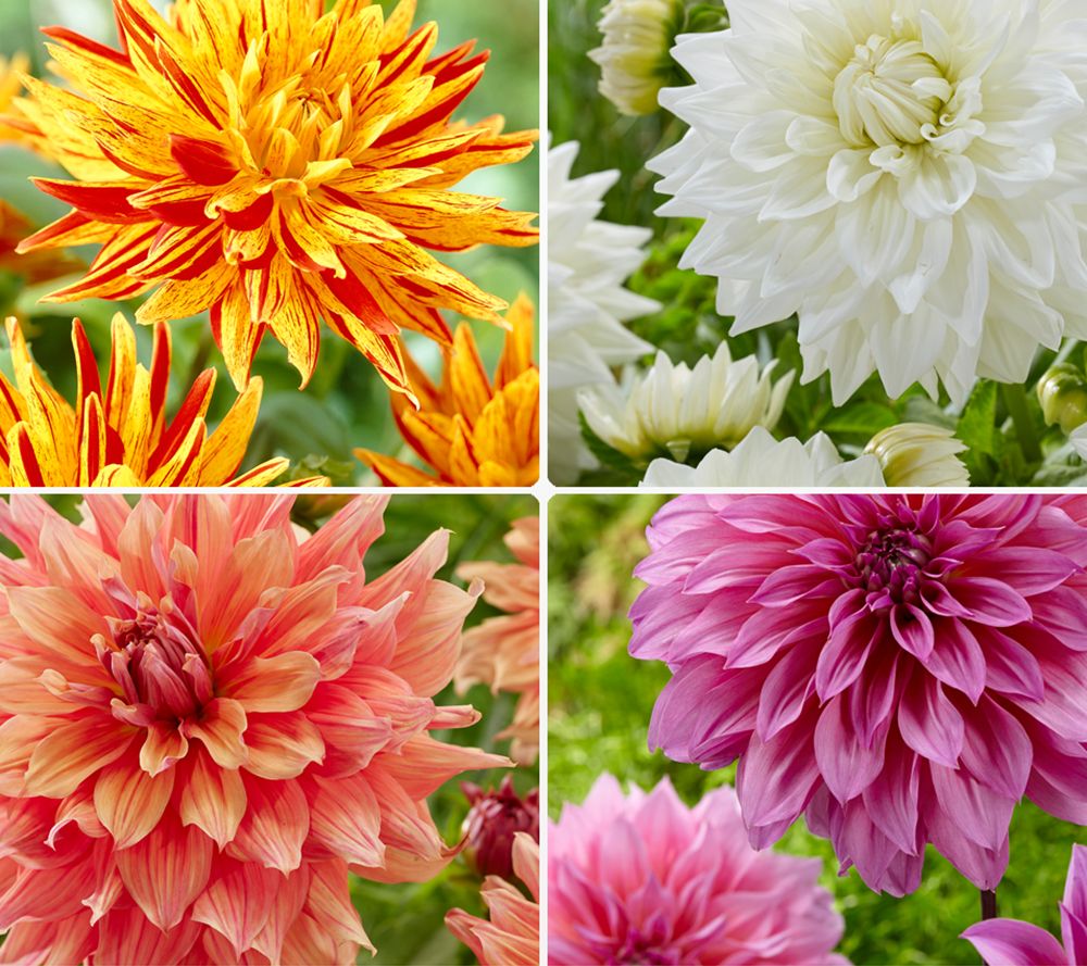 KEYZERS® XXL-Dahlien besondere Farb- kombinationen 4 Sorten, 4 Knollen