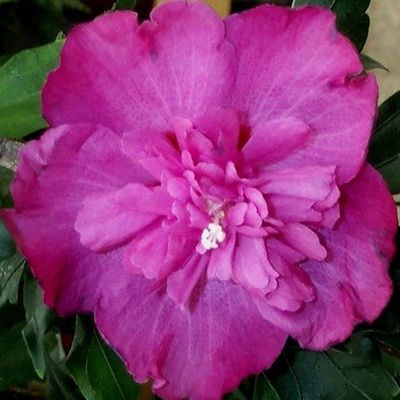 KEYZERS Rarität Hibiskus gefüllte Blüten 1 Knolle QVC.de