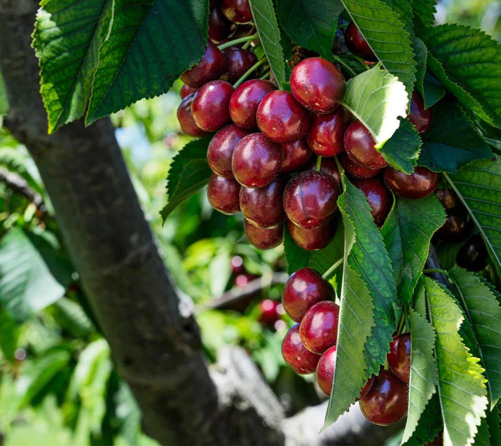 KEYZERS® Kordia Kirsche dunkelrot & saftige Rarität, Neuheit 1 Pflanze
