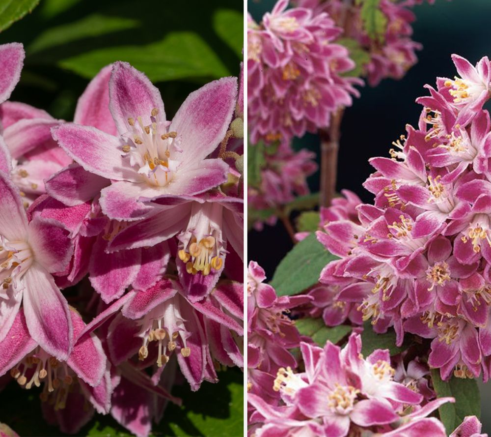 KEYZERS® Deutzia Strawberry Fields Rarität 1 Pflanze