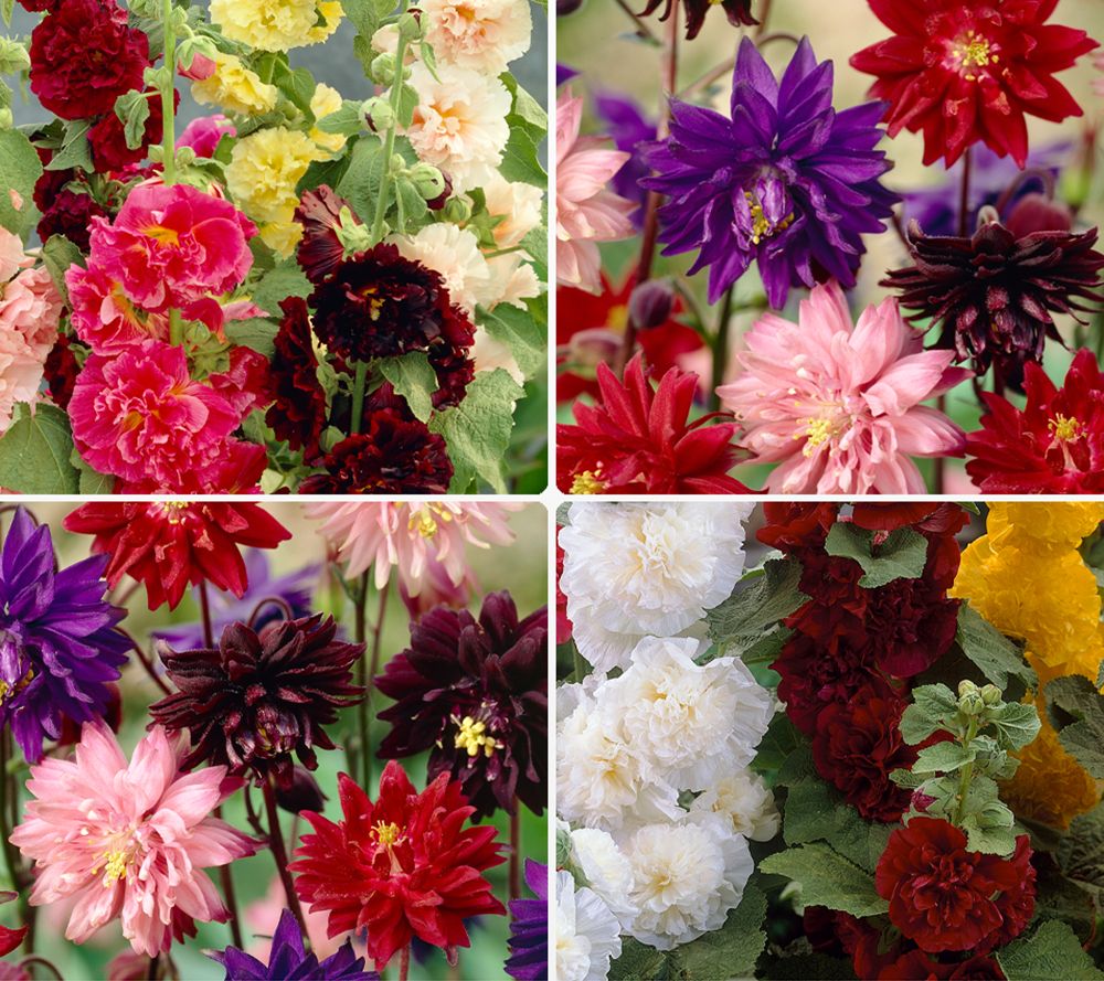 KEYZERS® gefüllter Aquilegia & Stockrosen Mix Rarität, Neuheit 2 Sorten, 11 Pflanzen