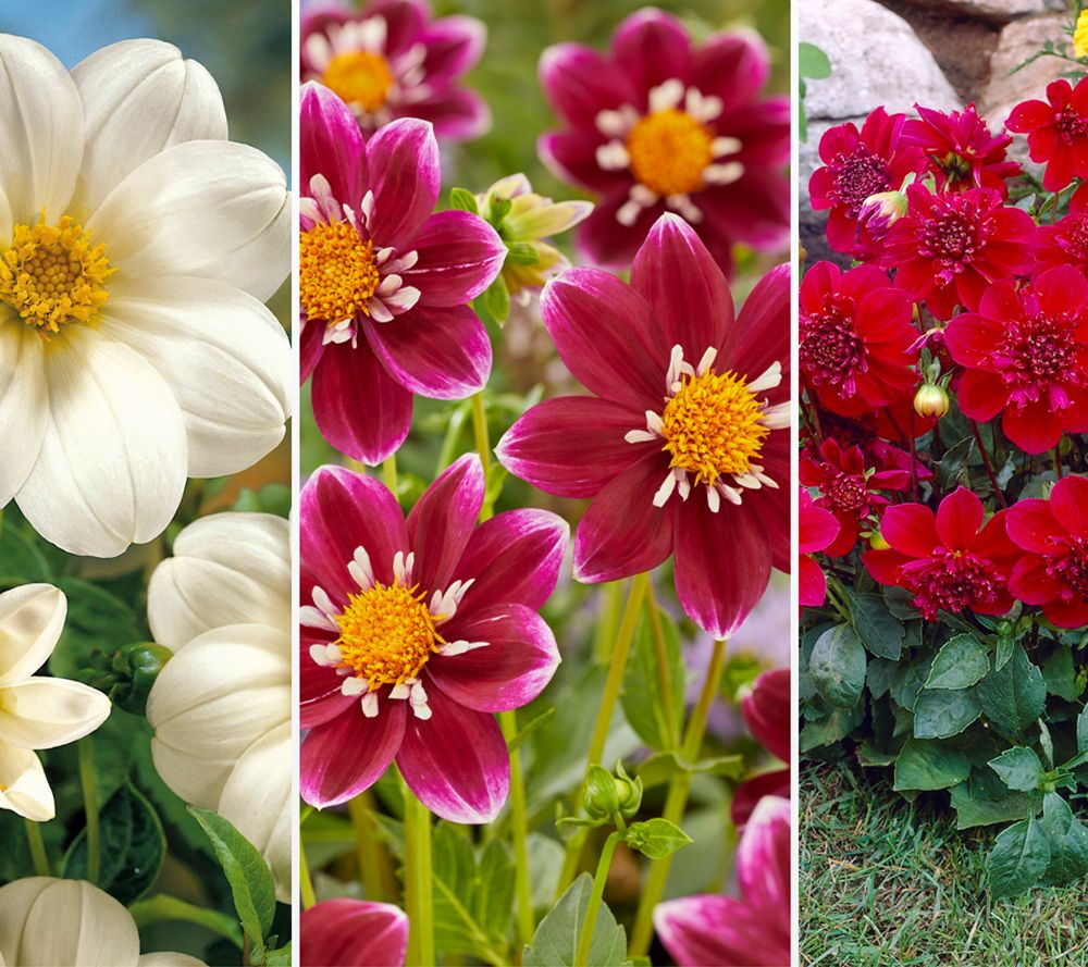 KEYZERS® Zwergdahlien kurze & schöne Raritäten 3 Sorten, 3 Knollen