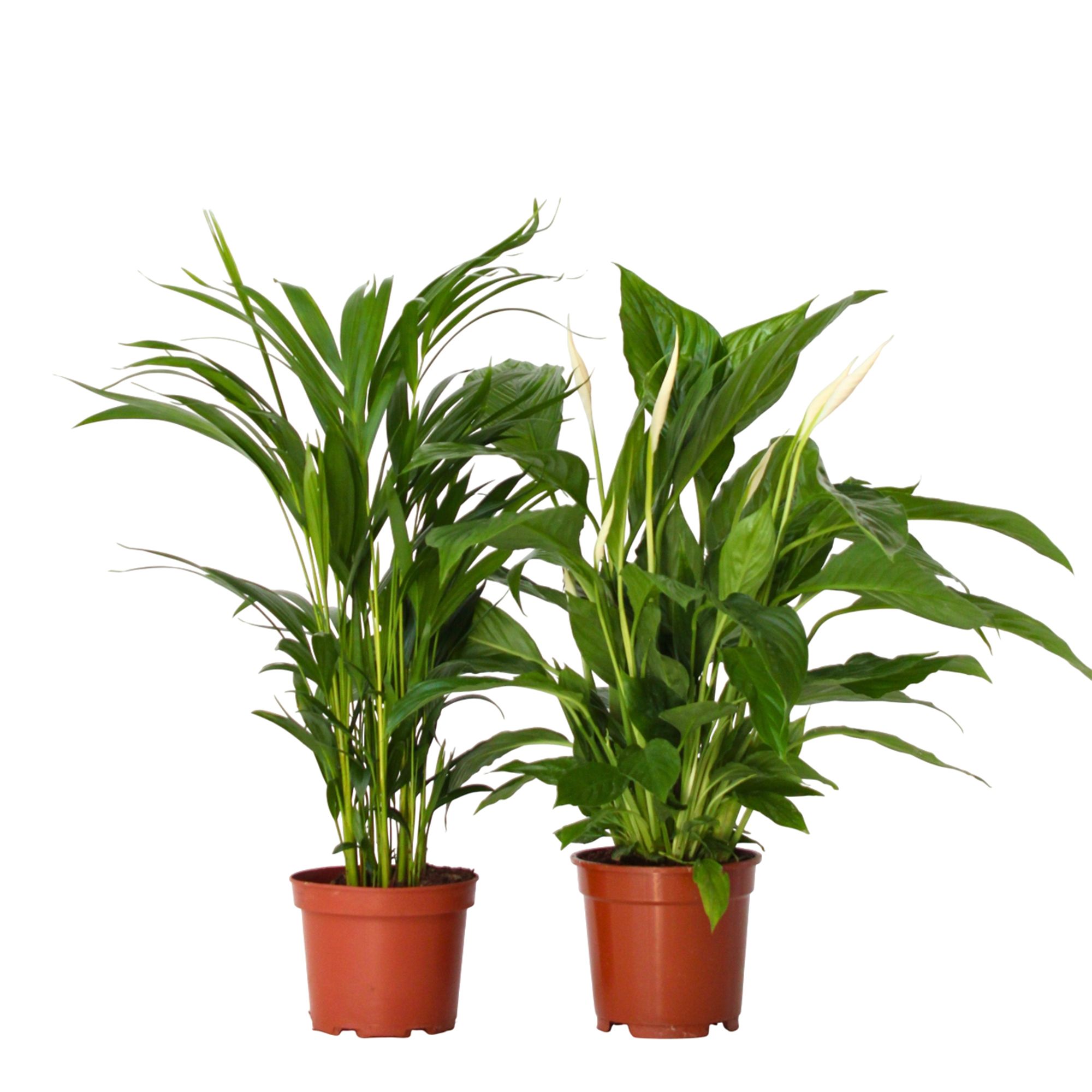 PFLANZENFREUND Luftreiniger-Set Areca & Spathiphyllum H. ca. 60-75cm