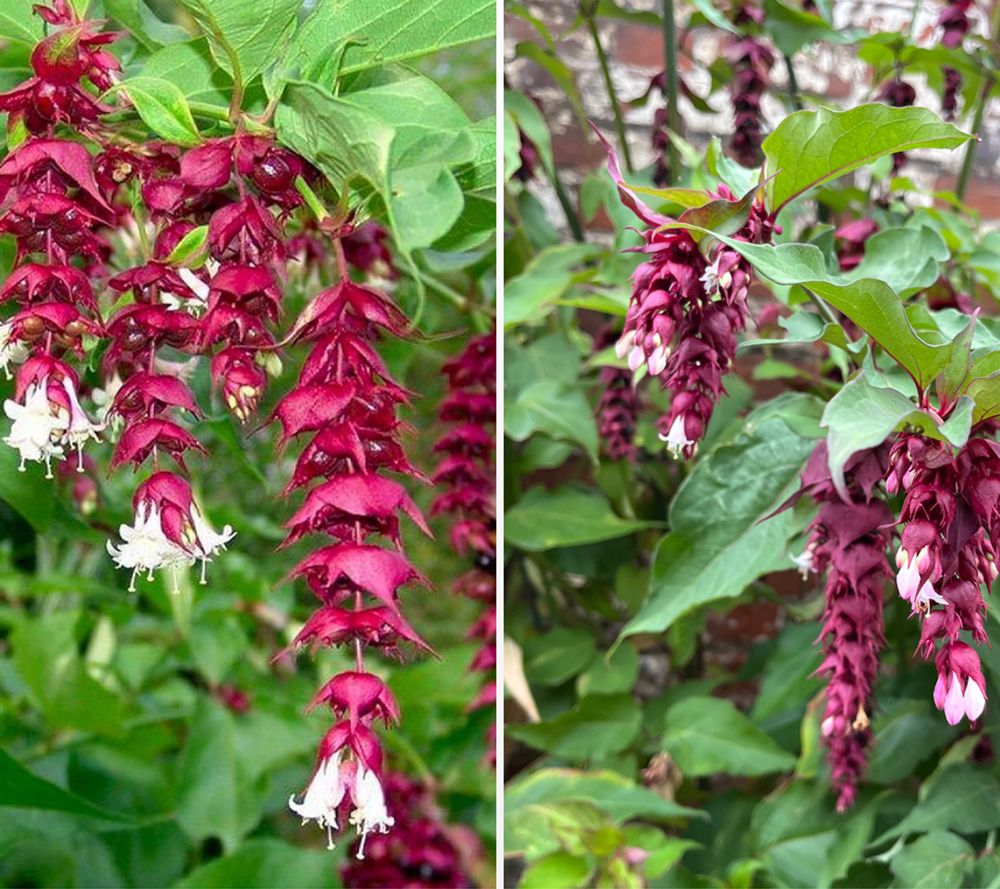 KEYZERS® Karamelbeere Rarität, Neuheit 1 Pflanze