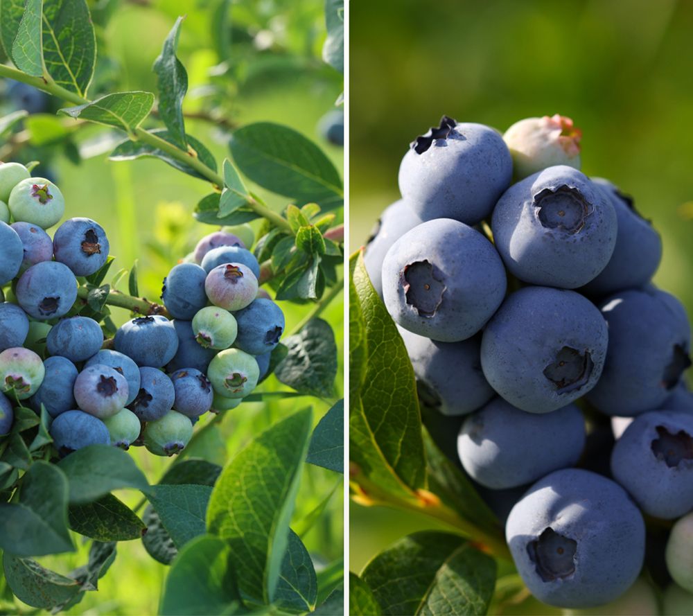 KEYZERS® Heidelbeeren Jersey / Norden Rarität 2 Sorten, 2 Pflanzen QVC.de
