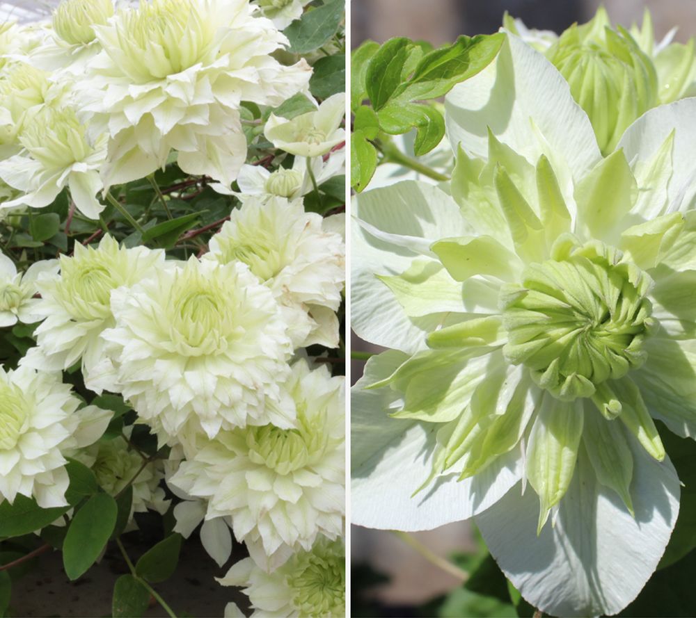 KEYZERS® Gefüllte Clematis MANJU Rarität, Neuheit 1 Pflanze