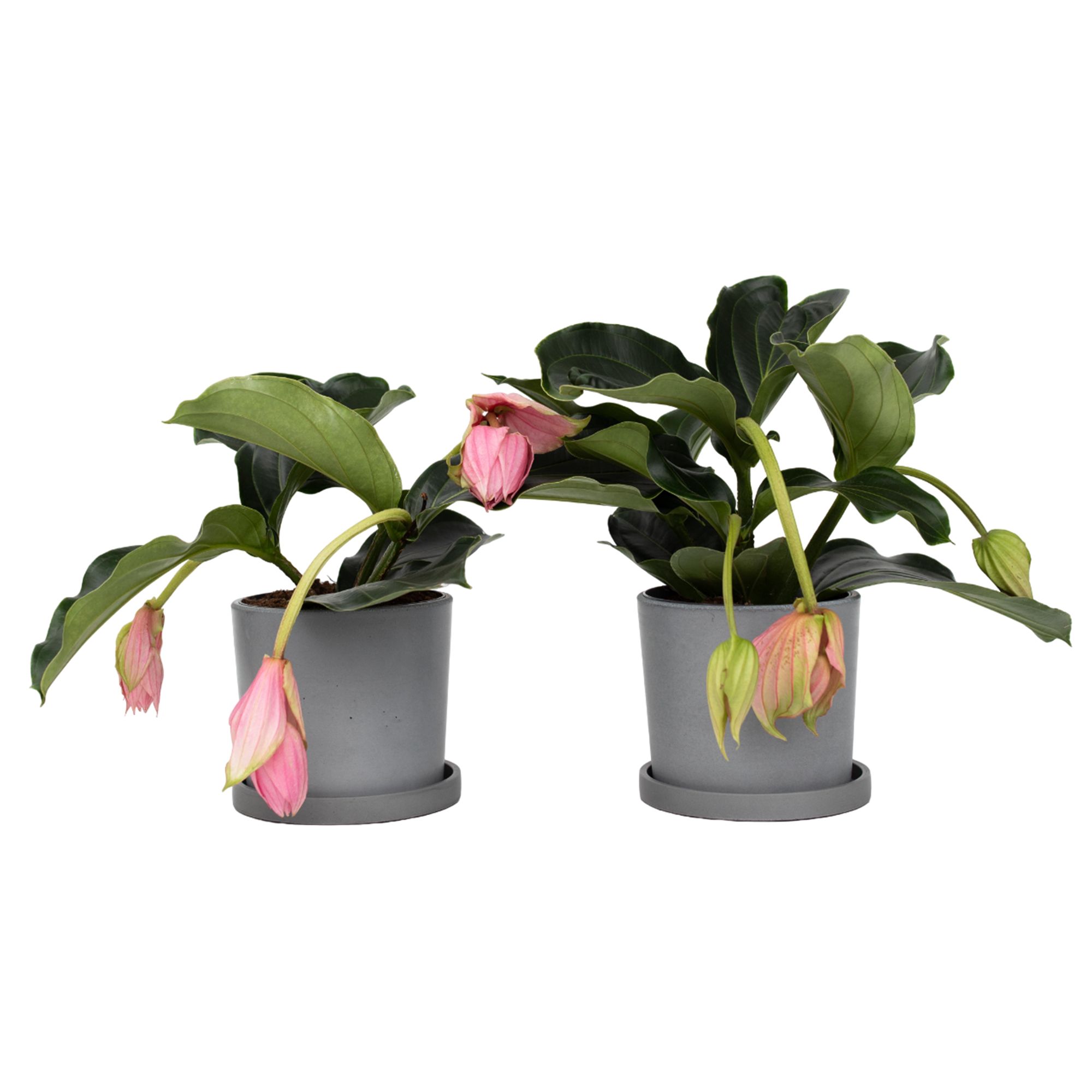 PFLANZENFREUND Rosenmedinillen Medinilla Magnifica H. ca. 40-50cm 2 Pflanzen