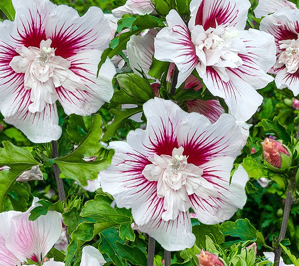 KEYZERS® gefüllter Hibiscus STARBUST Wuchshöhe bis 2,5m Rarität QVC.de