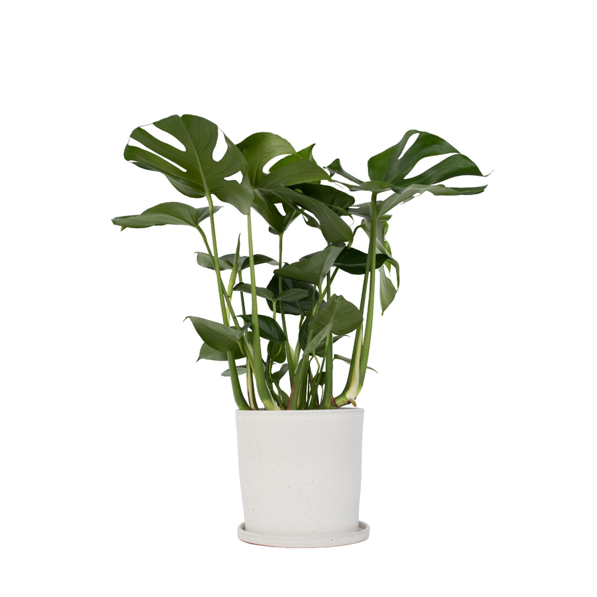 PFLANZENFREUND Gummibaum Monstera Deliciosa H. ca. 70-80cm 1 Pflanze