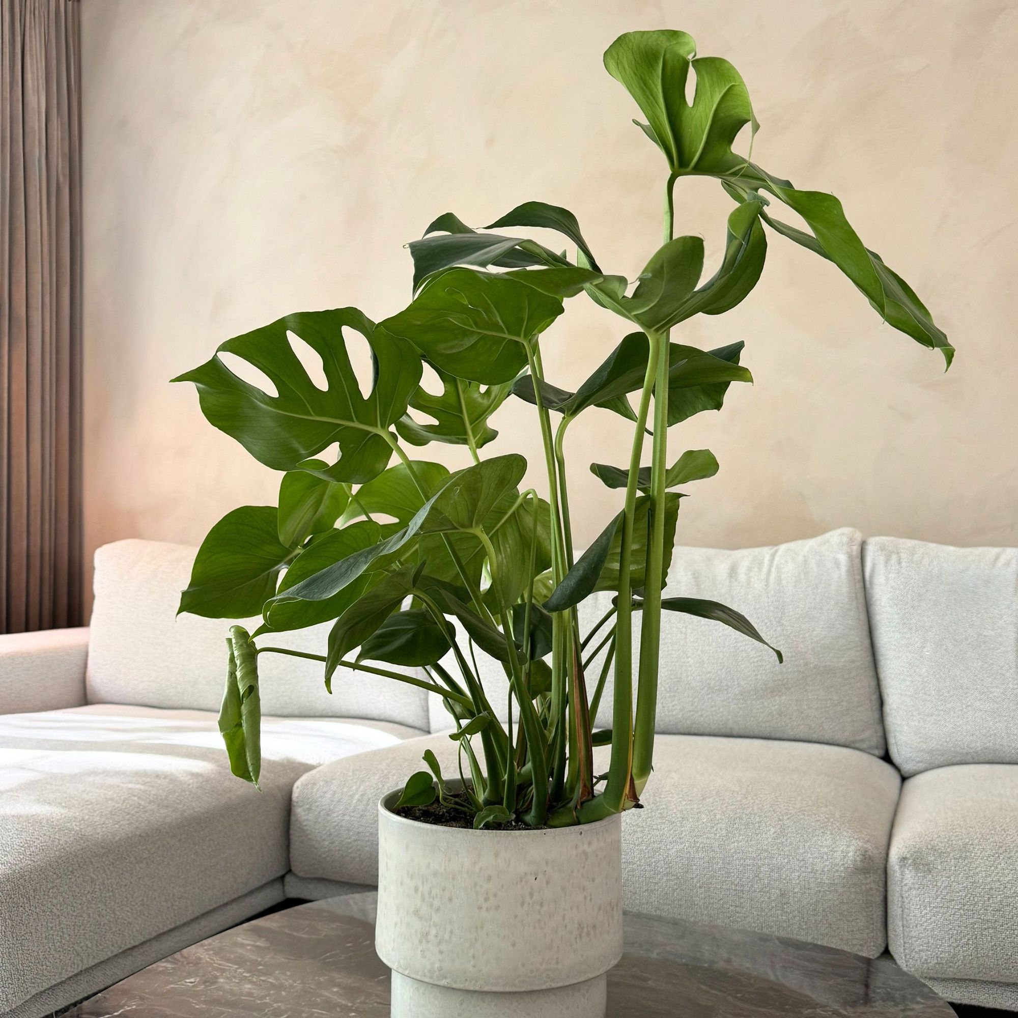 PFLANZENFREUND Gummibaum Monstera Deliciosa H. ca. 70-80cm 1 Pflanze -  QVC.de