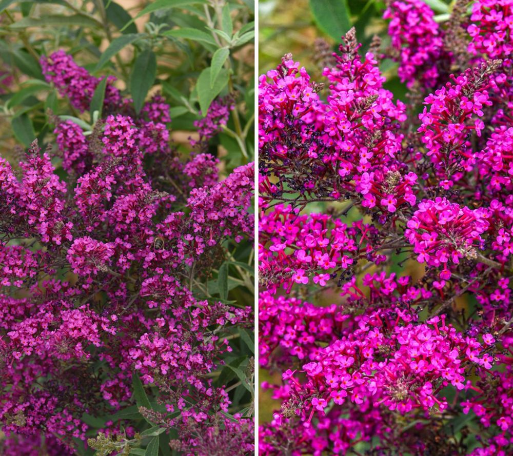 KEYZERS® Sommerflieder Oktopus Magenta öfterblühend 1 Pflanze