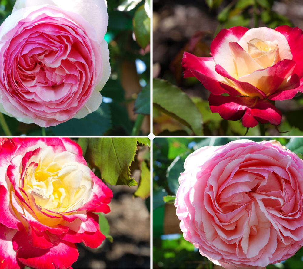 KEYZERS® gefüllt Edelrosen öfterblühend Rarität 2 Sorten, 2 Pflanzen