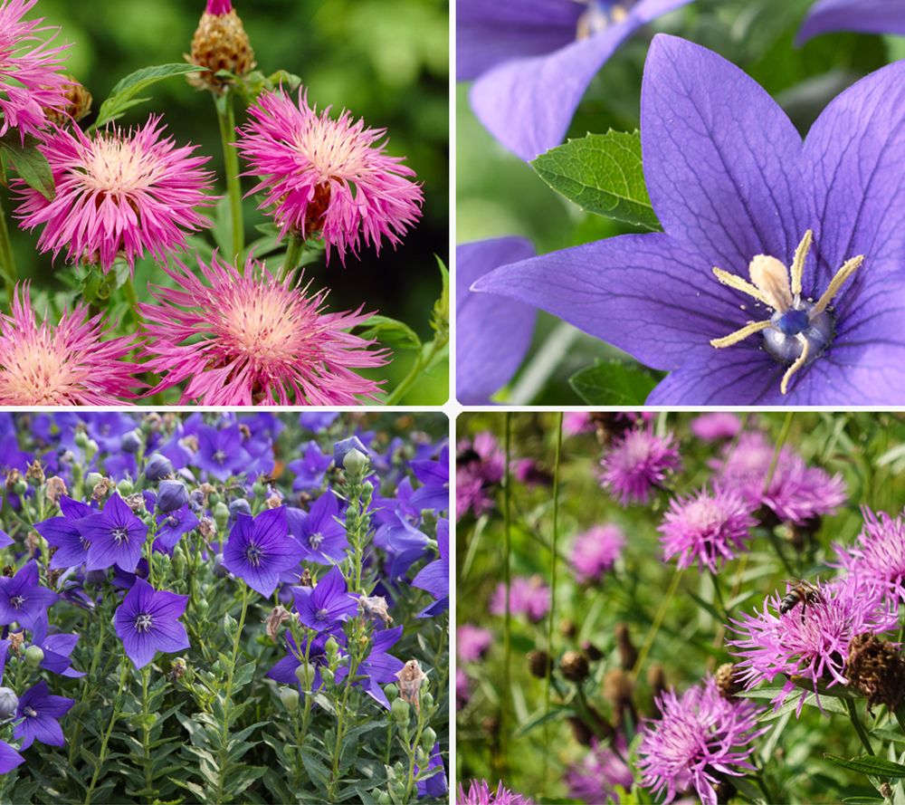 KEYZERS® Ballonblume & Flockenblume Rarität, Neuheit 2 Sorten, 6 Pflanzen