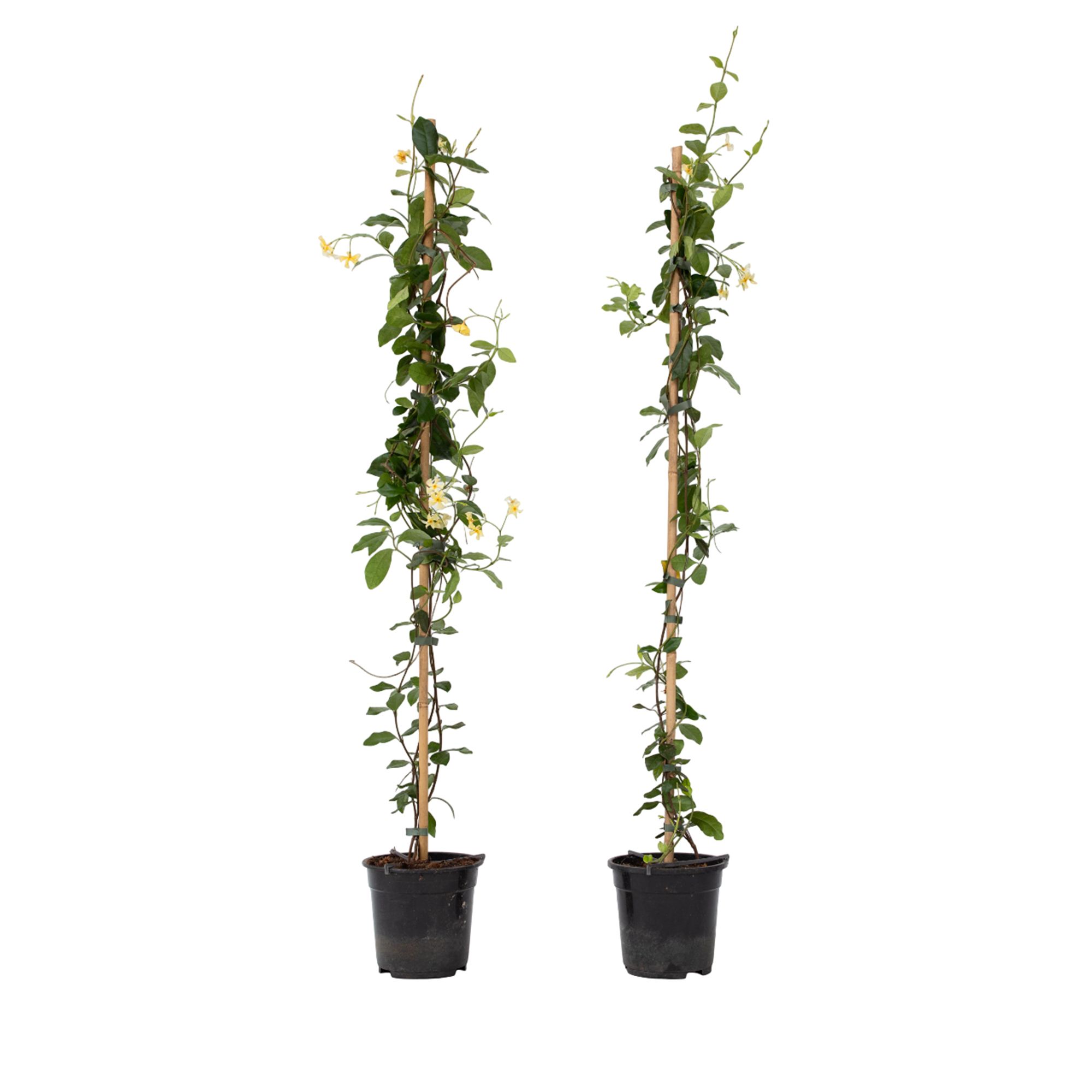 PFLANZENFREUND XL-Toscanischer Sternjasmine winterhart H. ca. 110-120cm