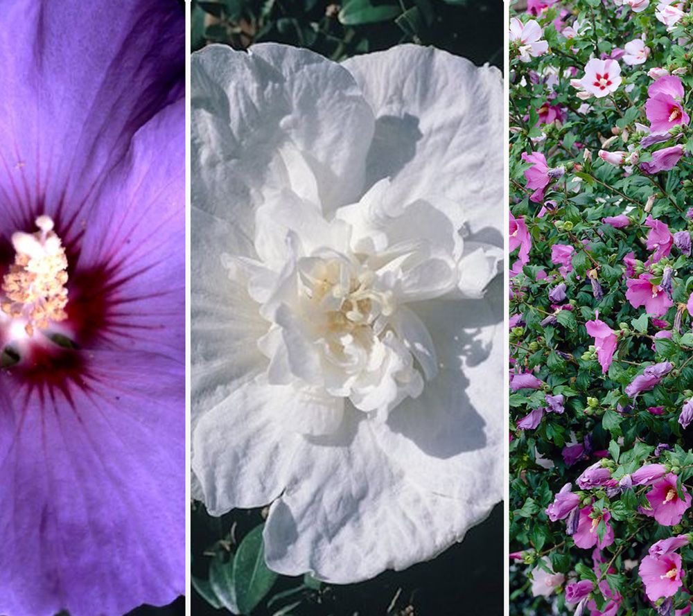 KEYZERS® Rarität Hibiscus gefüllte Blüten 1 Pflanze QVC.de