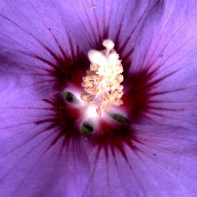 KEYZERS® Rarität Hibiscus gefüllte Blüten 1 Pflanze QVC.de