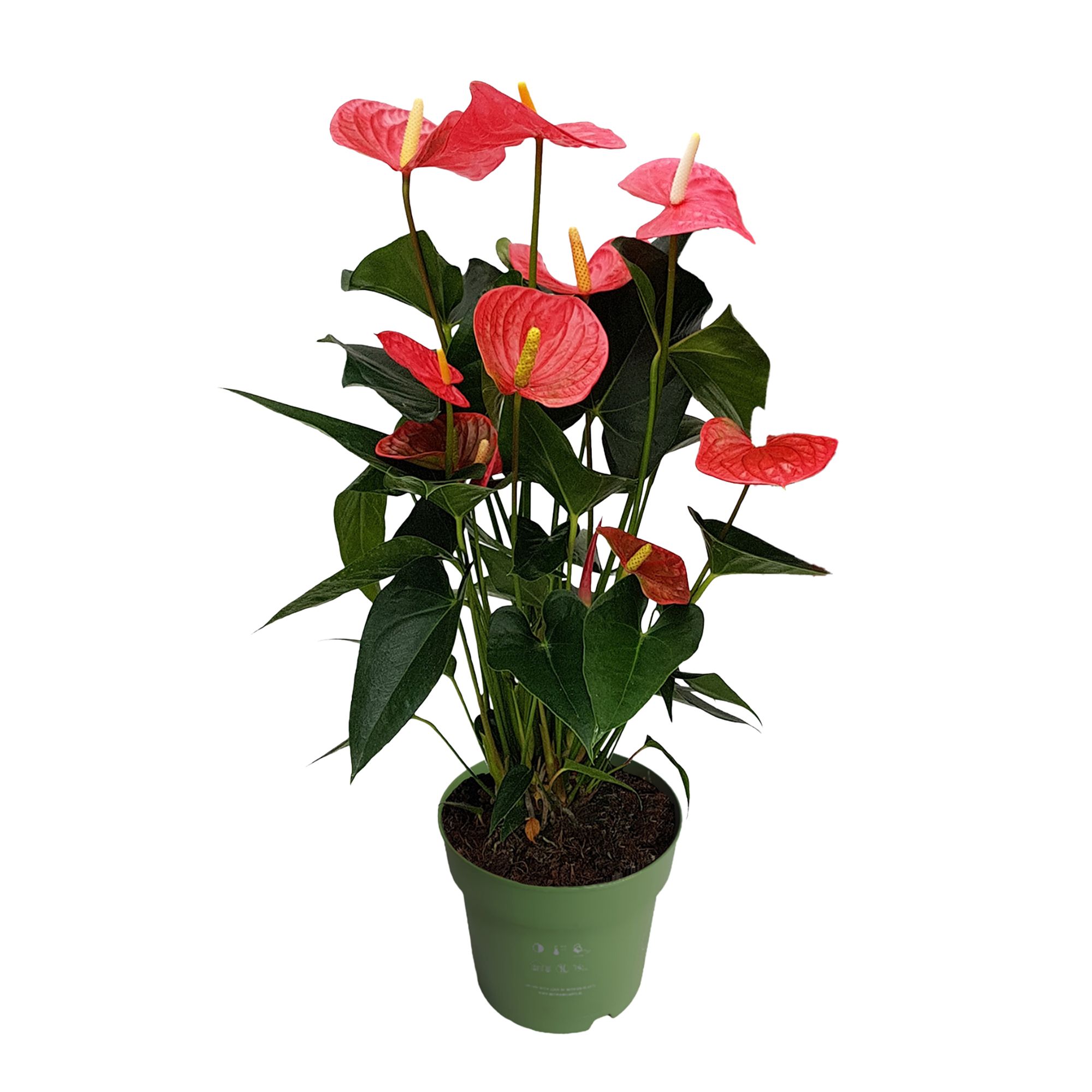 PFLANZENFREUND Flamingoblume lange Blühzeit Topf Ø 17cm 1 Pflanze