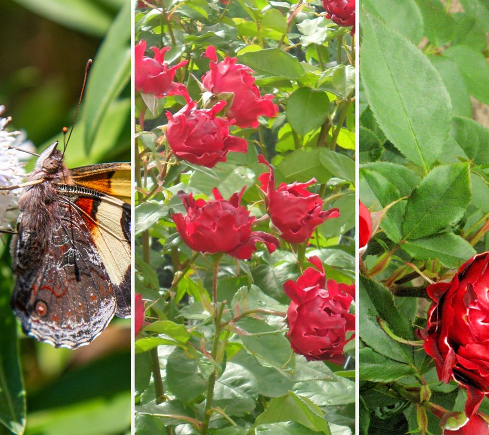 KEYZERS® Ruffles Rosen öfterblühend Rarität 2 Sorten, 2 Pflanzen